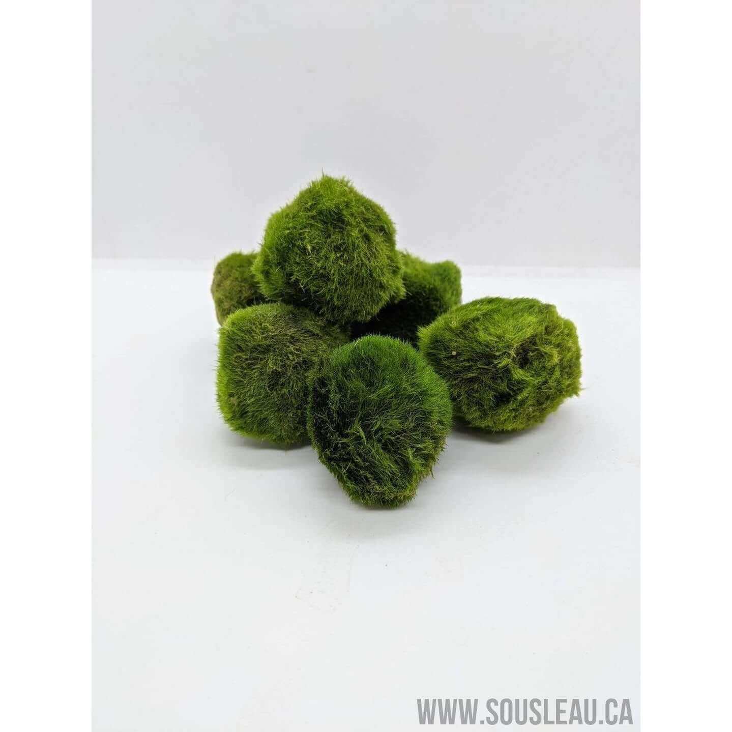 Marimo moss ball 1-2’’