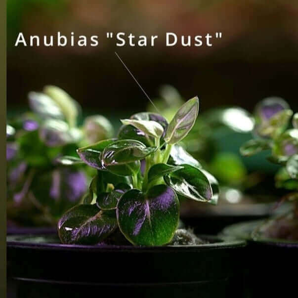 Anubias Stardust Mini Sousleau aquarium Sousleau Aquarium