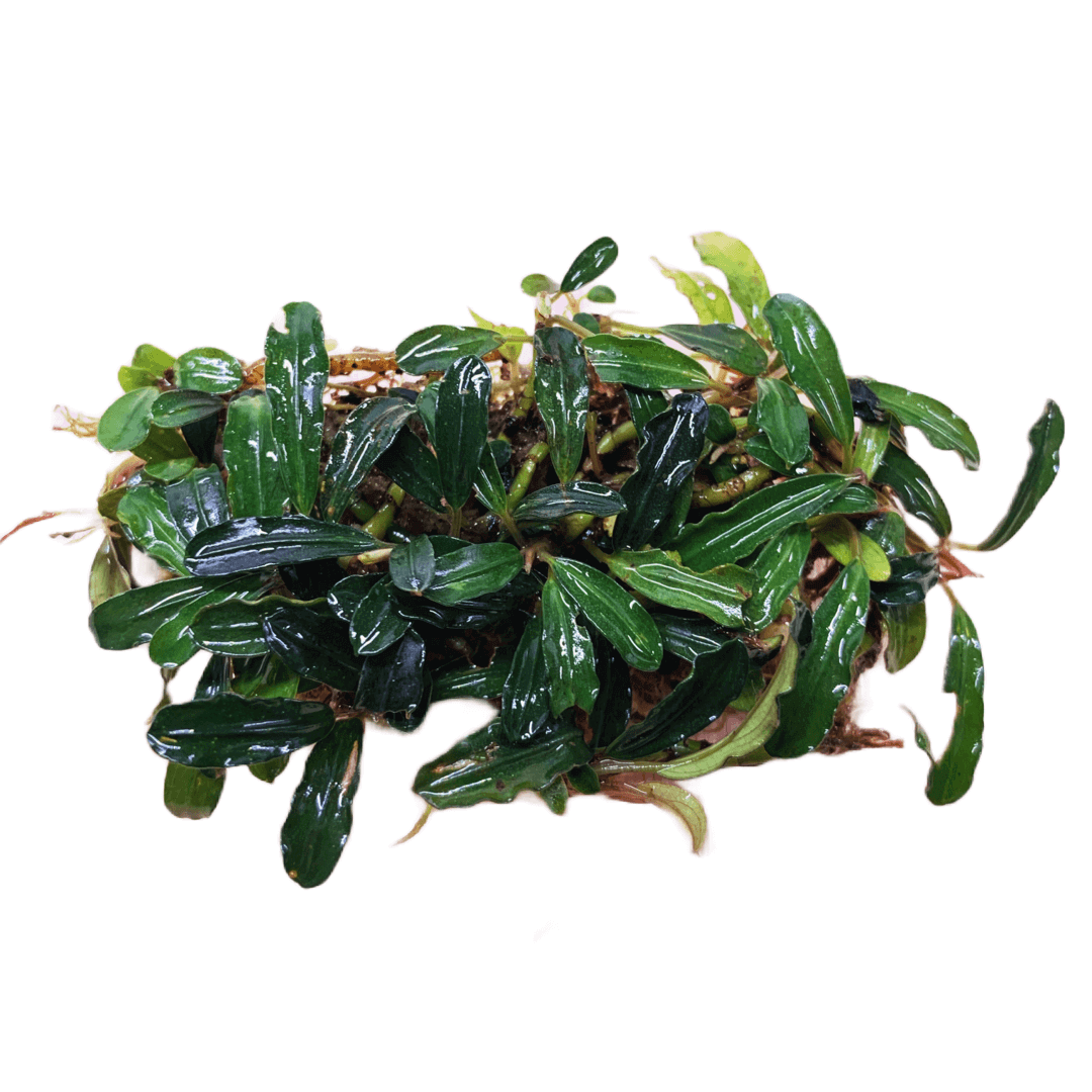 Bucephalandra Pygmea Sousleau Aquarium Sousleau Aquarium