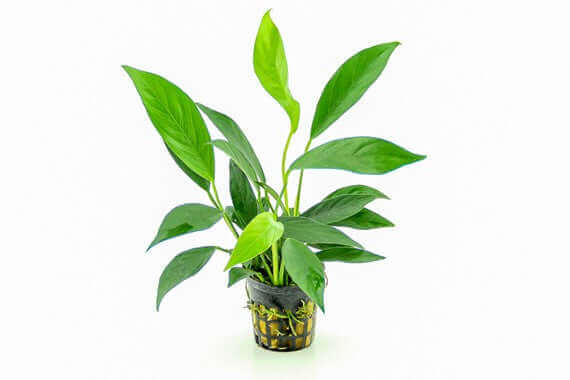 ANUBIAS BARTERI VAR. GLABRA Dennerle Plants Dennerle Plants