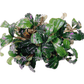 Bucephalandra Boyan Sousleau Aquarium Sousleau Aquarium