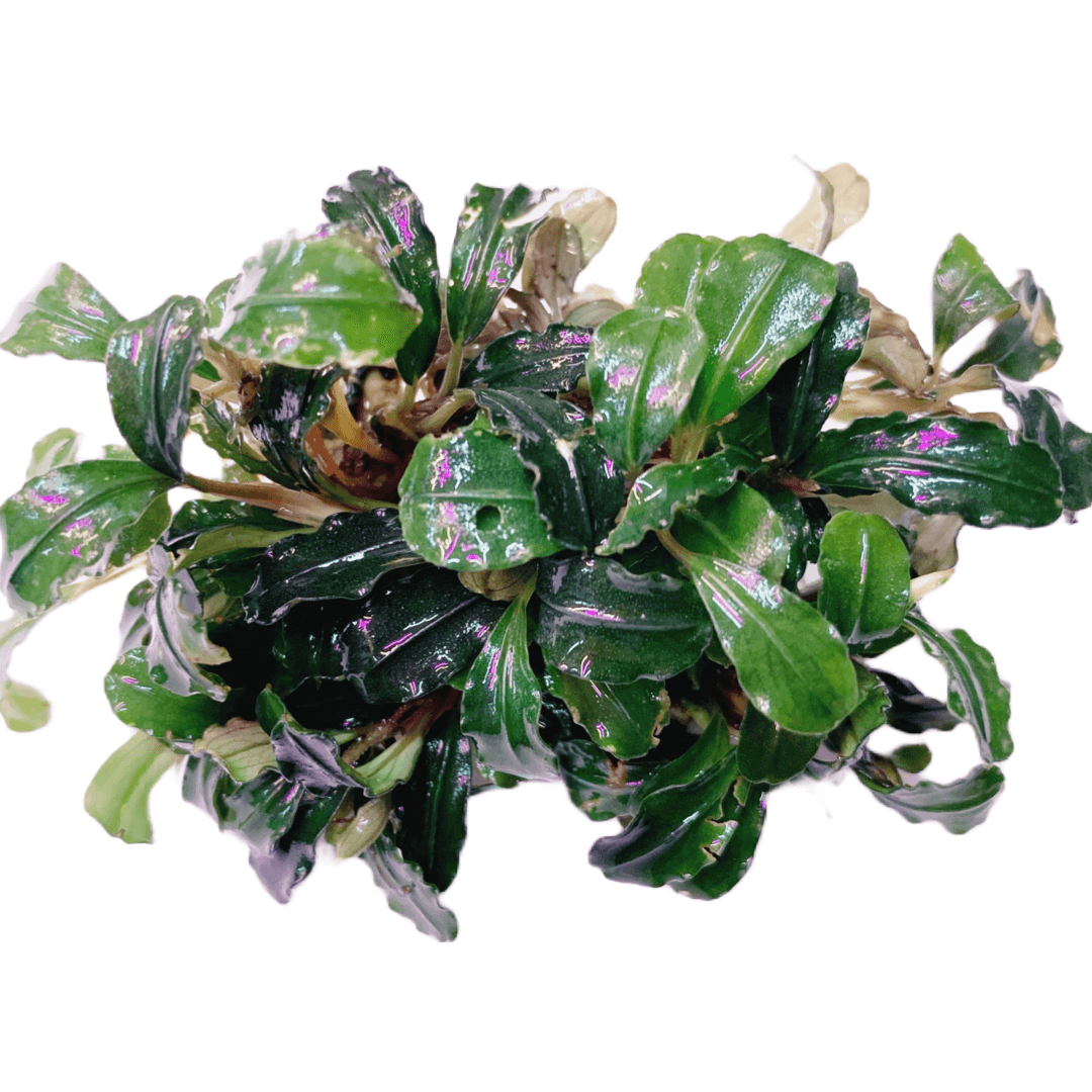 Bucephalandra Boyan Sousleau Aquarium Sousleau Aquarium