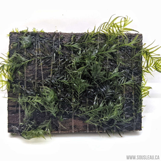 Fissidens geppii Sousleau Aquarium