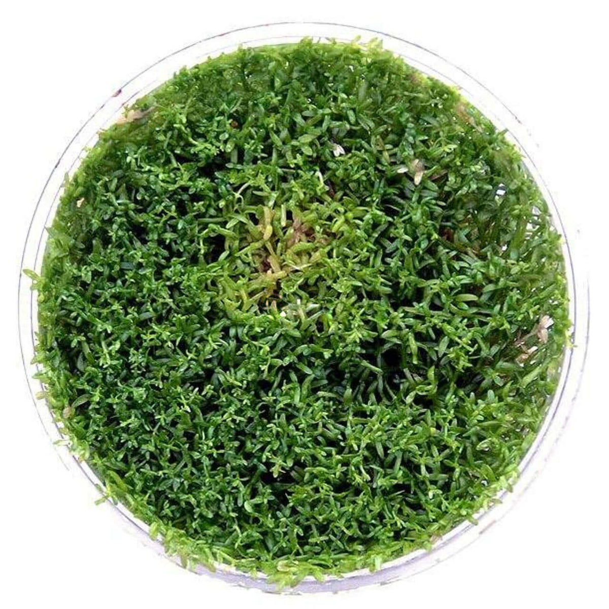 Hedyotis Salzmannii Tissue Culture Sousleau Aquarium Sousleau Aquarium