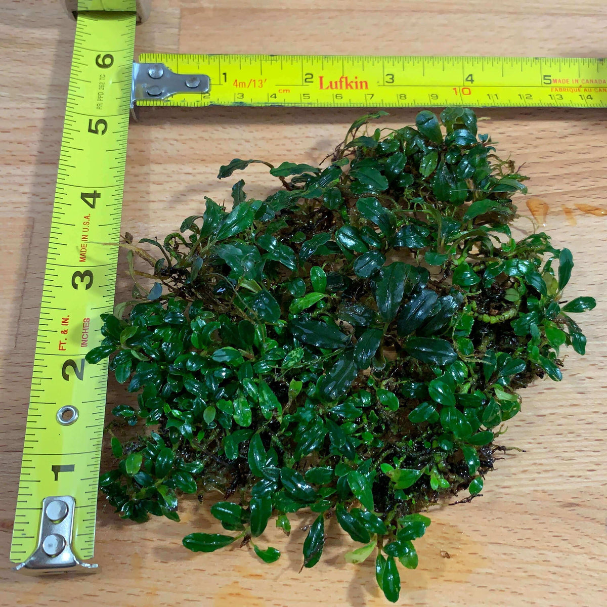 Bucephalandra mini coin séries Sousleau Aquarium
