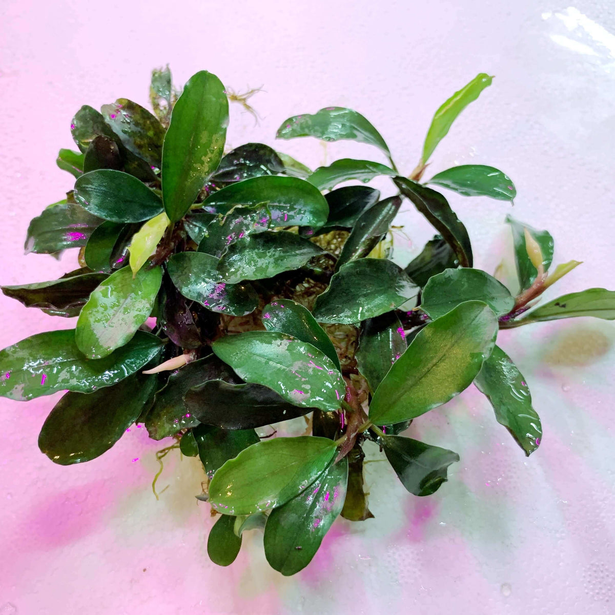 Bucephalandra Silver Aurora Sousleau Aquarium Sousleau Aquarium