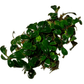 Bucephalandra Boyan Sousleau Aquarium Sousleau Aquarium