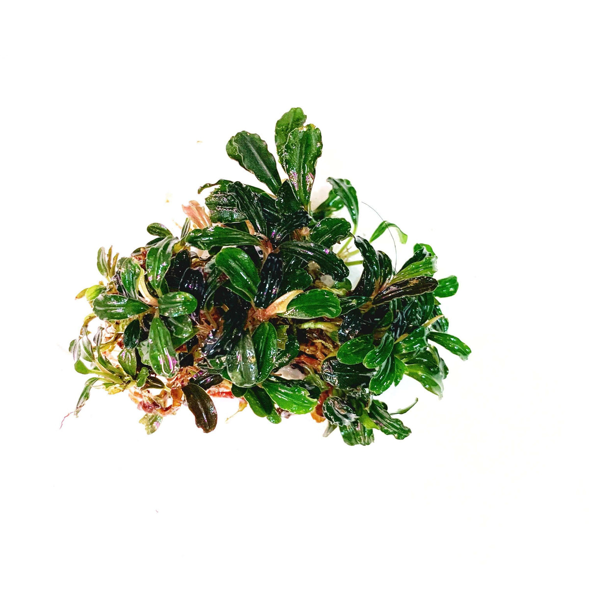 Bucephalandra Supermini Sousleau Aquarium Sousleau Aquarium