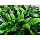 MICROSORUM PTEROPUS 'GREEN GNOME' LABEL NR.12 - Sousleau