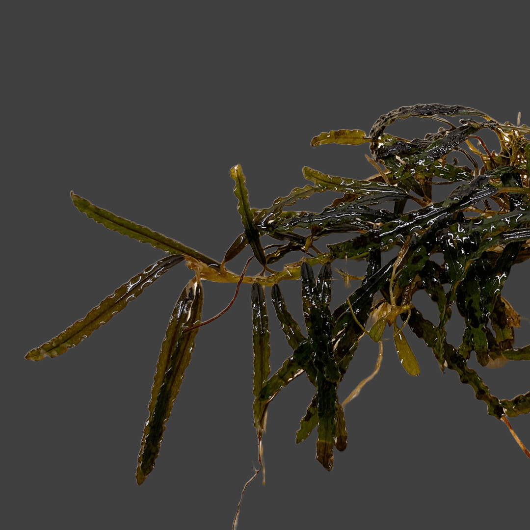 Bucephalandra Dark Catherinea Sousleau Aquarium