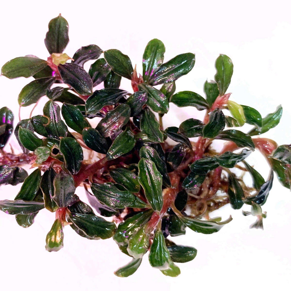Bucephalandra Brownies Phantom Sousleau Aquarium
