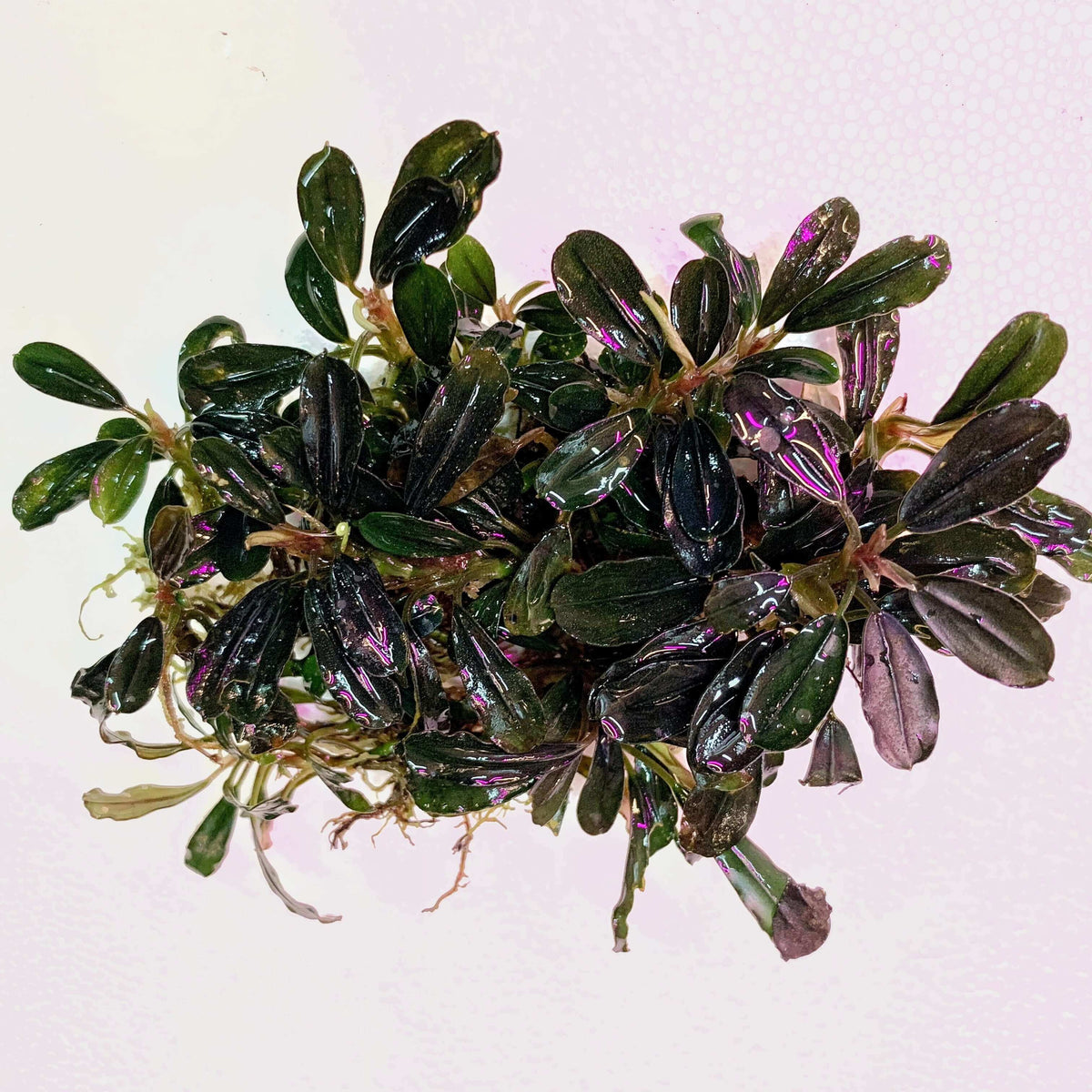 Bucephalandra Starglitz Sousleau Aquarium Sousleau Aquarium