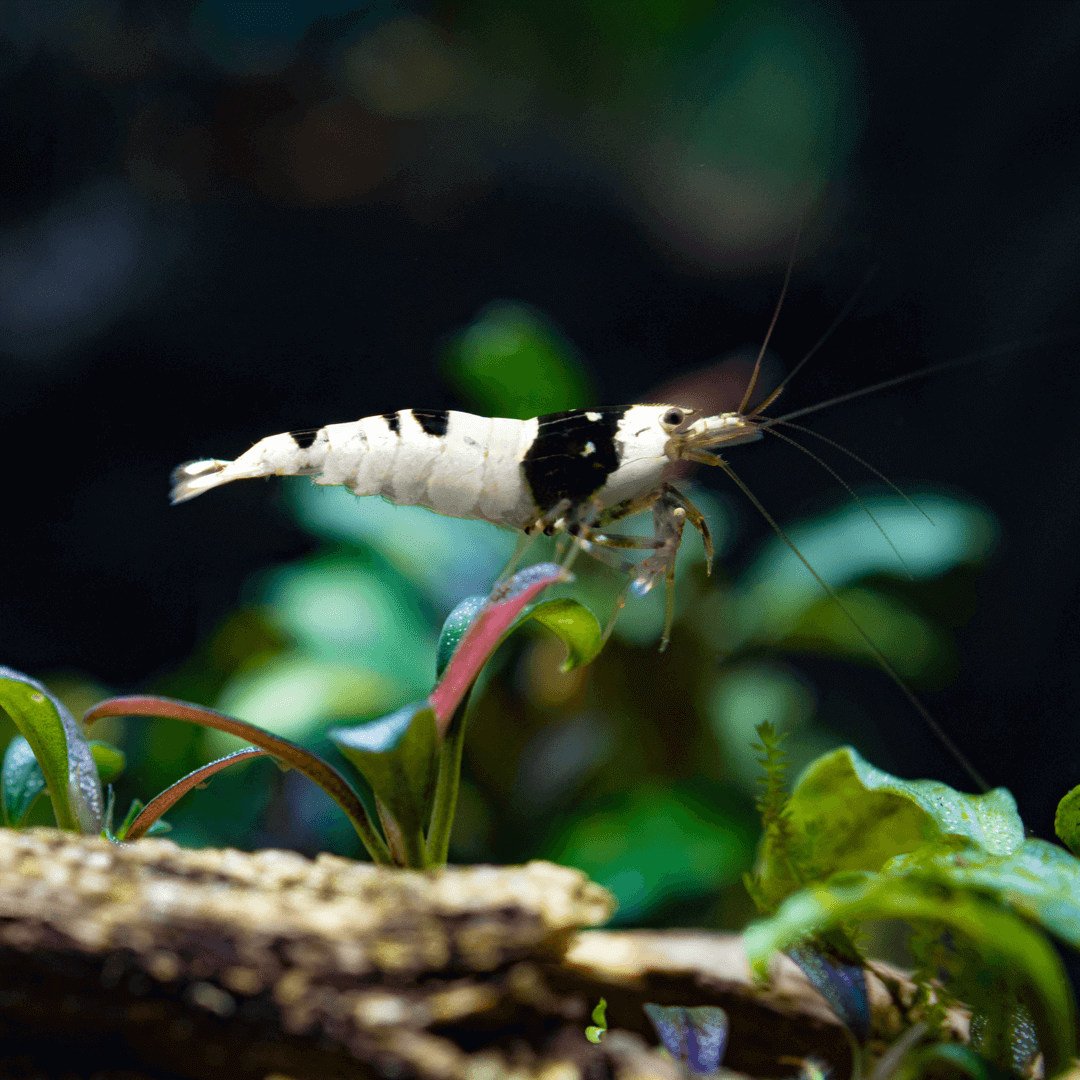 Pure Line Black Shrimp Sousleau Aquarium