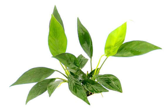 ANUBIAS BARTERI VAR. GLABRA Dennerle Plants Dennerle Plants