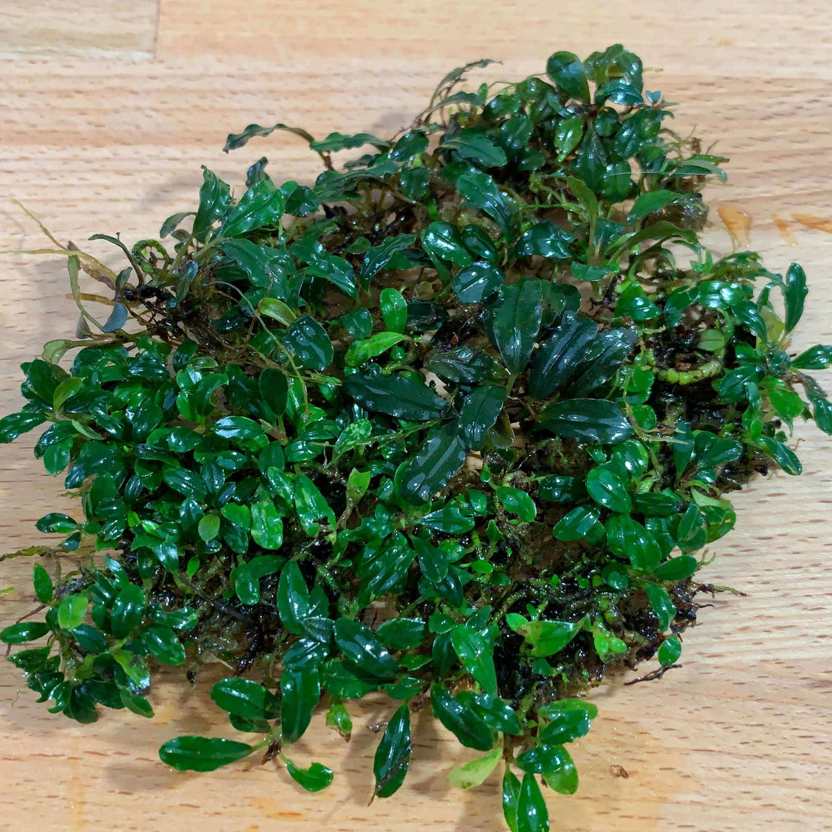 Bucephalandra mini coin séries Sousleau Aquarium