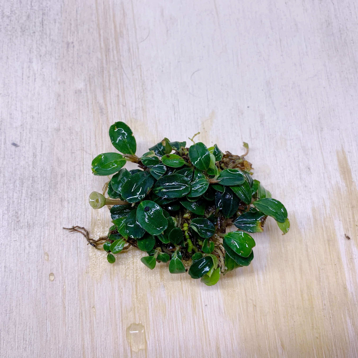 Bucephalandra Mini Melawi Sousleau Aquarium Sousleau Aquarium