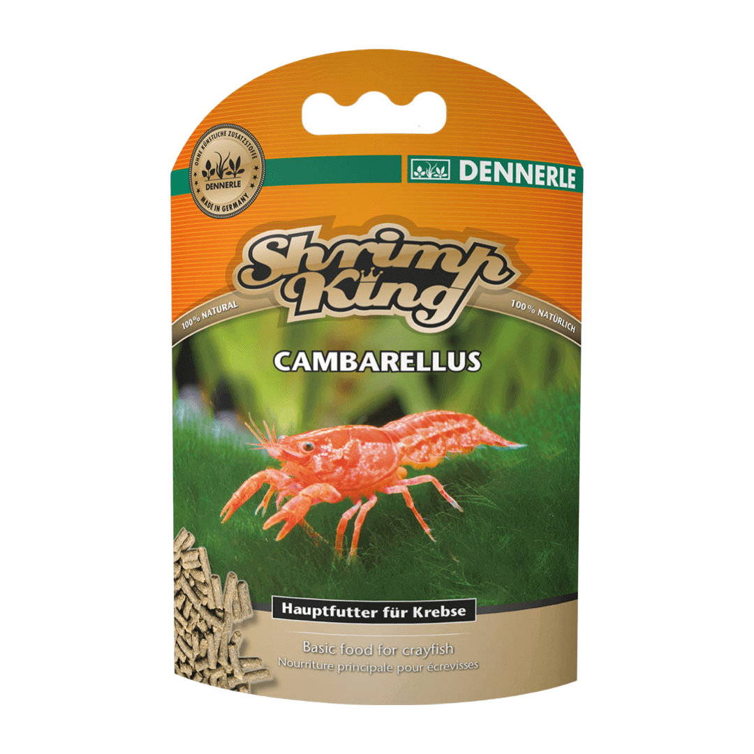 Shrimp King Cambarellus