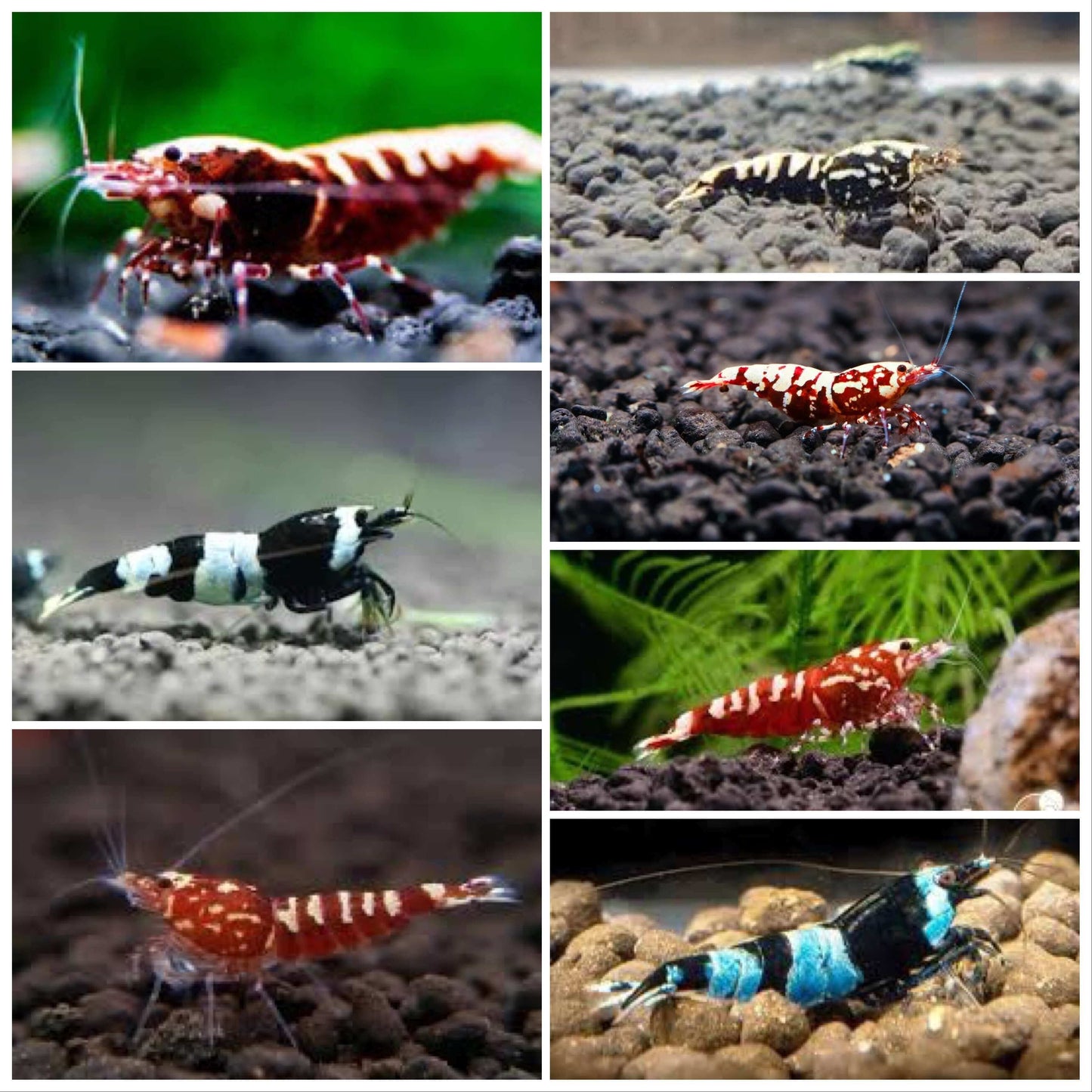 Mix Male Cardina Shrimp