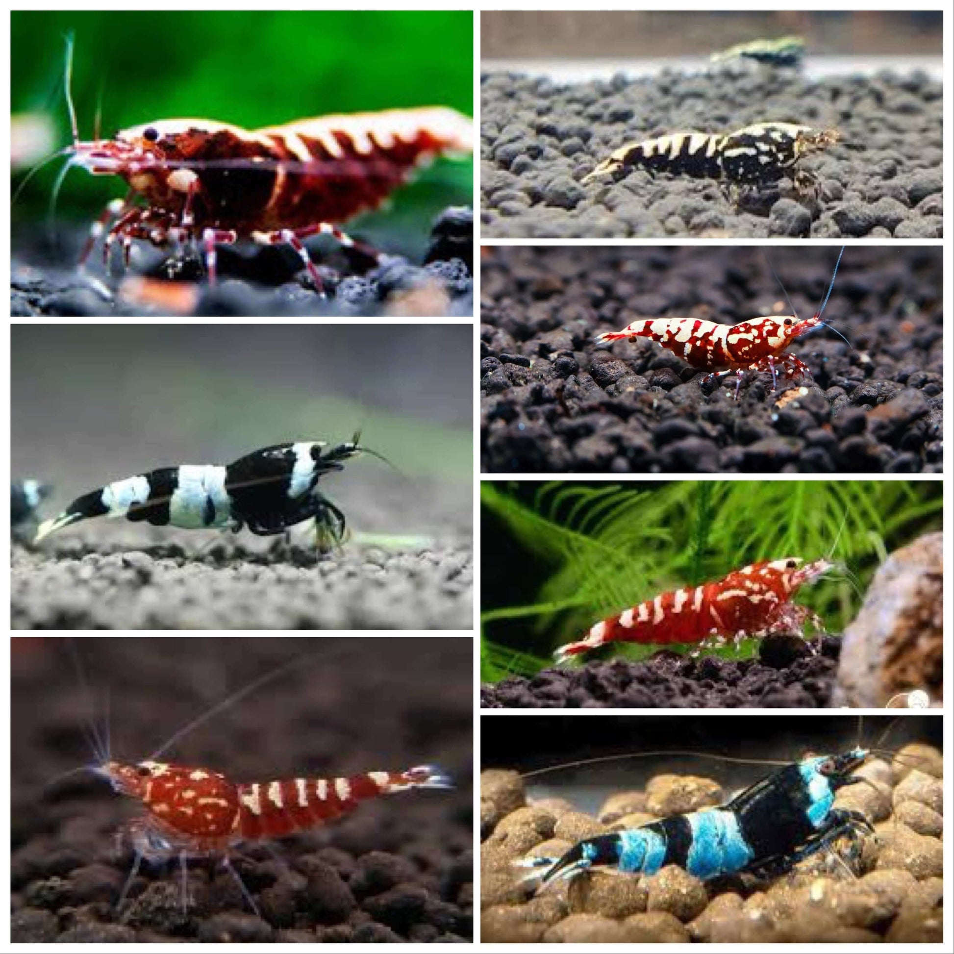 Mix Male Cardina Shrimp