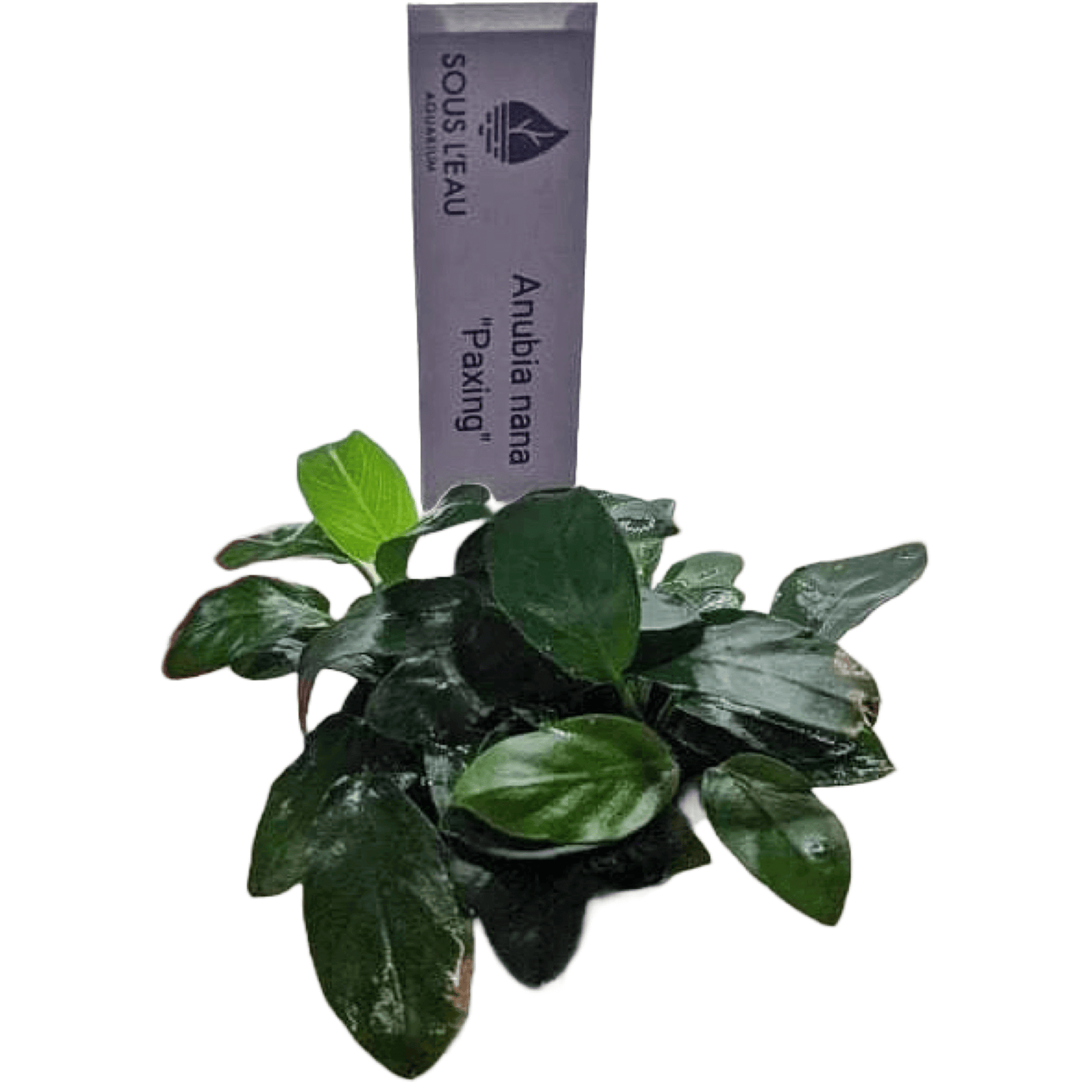 Anubias Var Nana Paxing Sousleau Aquarium Sousleau Aquarium