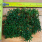 Bucephalandra supermini phantom Sousleau Aquarium