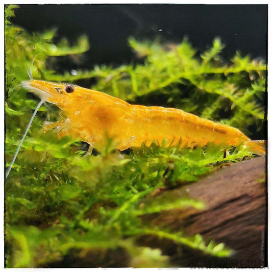 Orange Sakura Shrimp Sousleau Aquarium