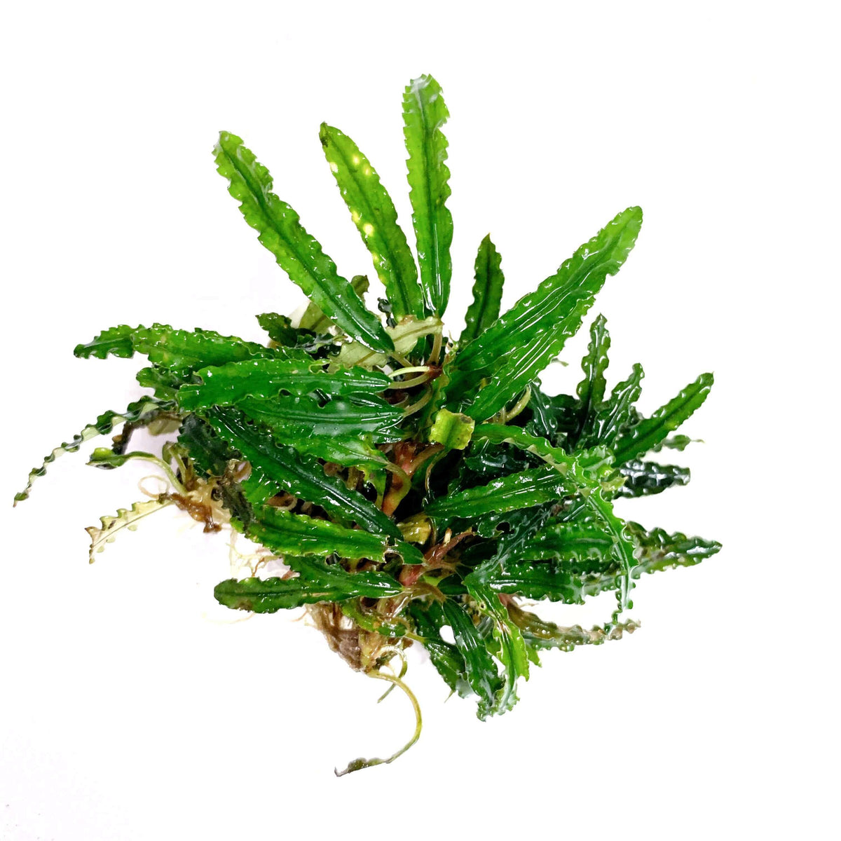 Bucephalandra Green Catherinea Sousleau Aquarium Sousleau Aquarium