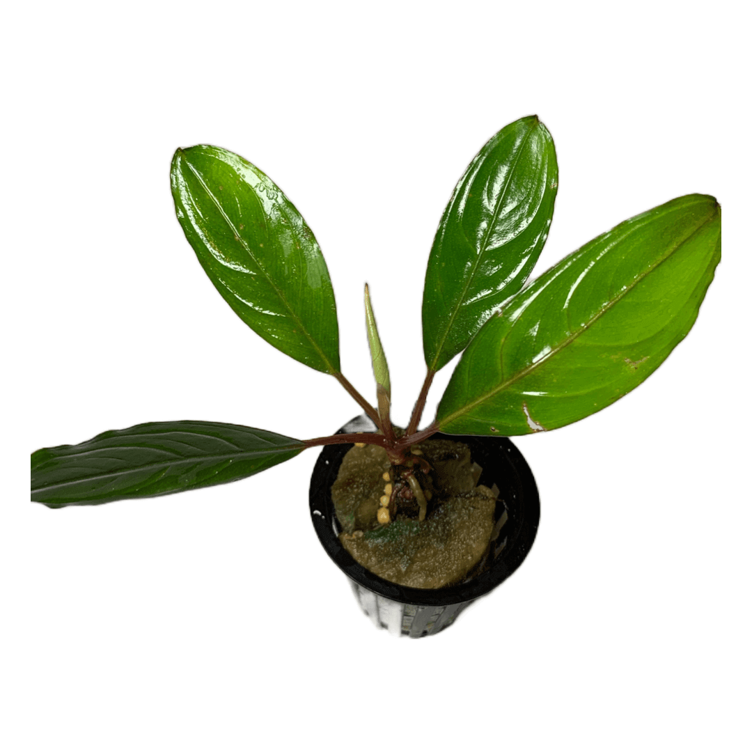 Buchephalandra Green Skeleton Sousleau Aquarium