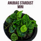 Anubias Stardust Mini Sousleau aquarium Sousleau Aquarium