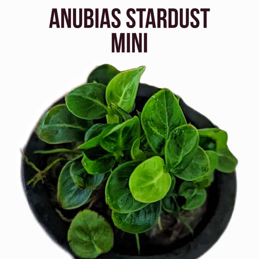 Anubias Stardust Mini Sousleau aquarium