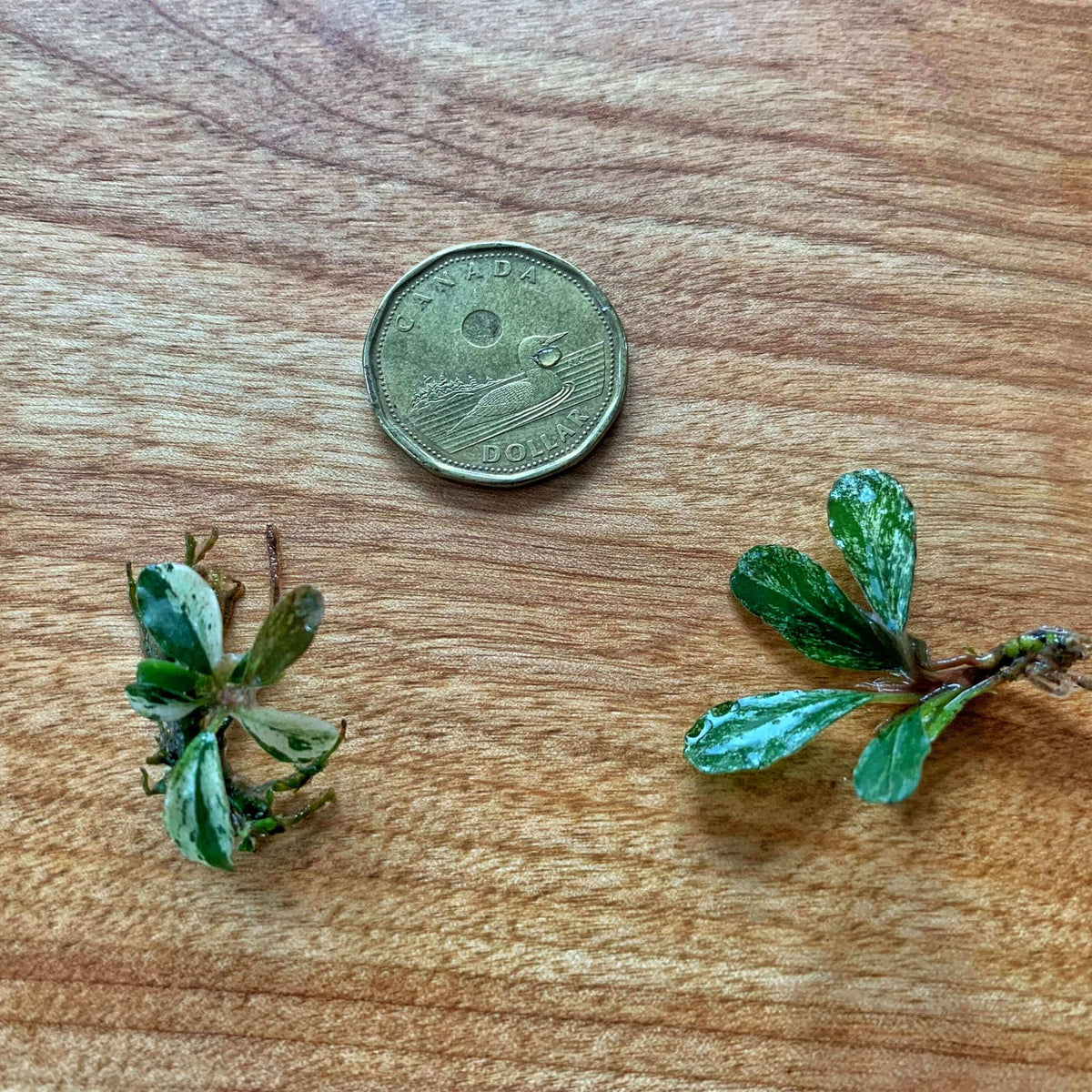 Bucephalandra Variagata Sousleau Aquarium