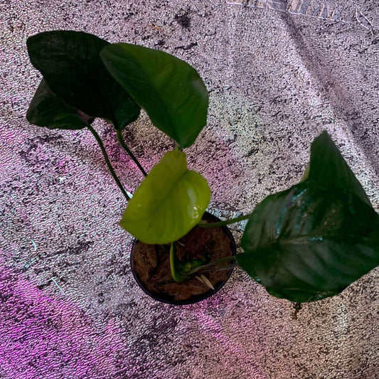 Anubias Nana Ovalis Sousleau Aquarium