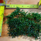 Bucephalandra supermini catherine #2 Sousleau Aquarium