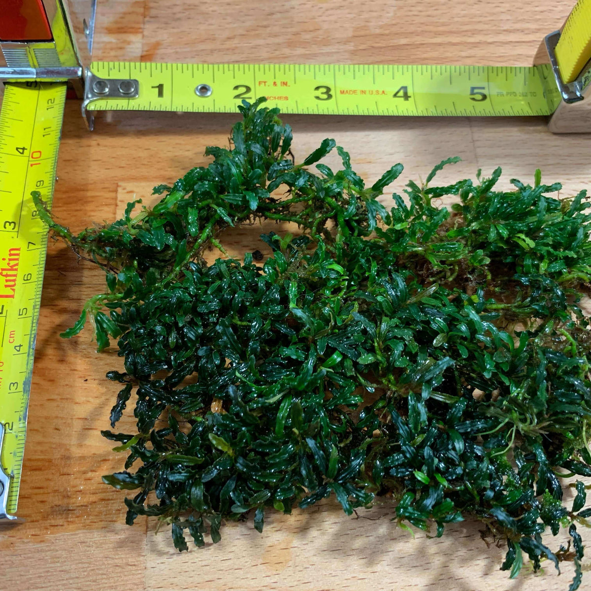 Bucephalandra supermini catherine #2 Sousleau Aquarium