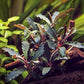 BUCEPHALANDRA SP. 'RED SCORPIO' Dennerle Plants Dennerle Plants