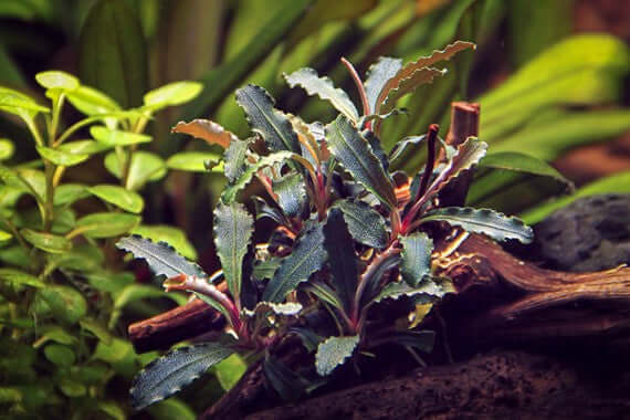 BUCEPHALANDRA SP. 'RED SCORPIO' Dennerle Plants Dennerle Plants