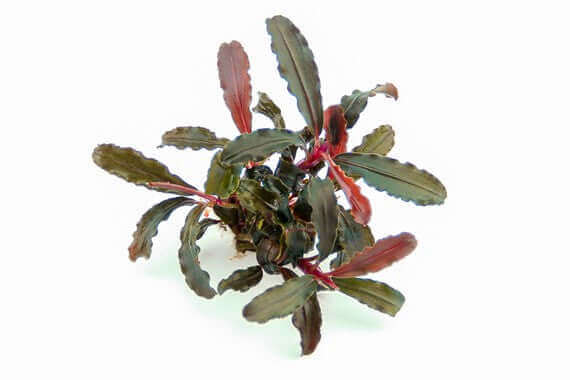 BUCEPHALANDRA SP. 'RED SCORPIO' Dennerle Plants Dennerle Plants