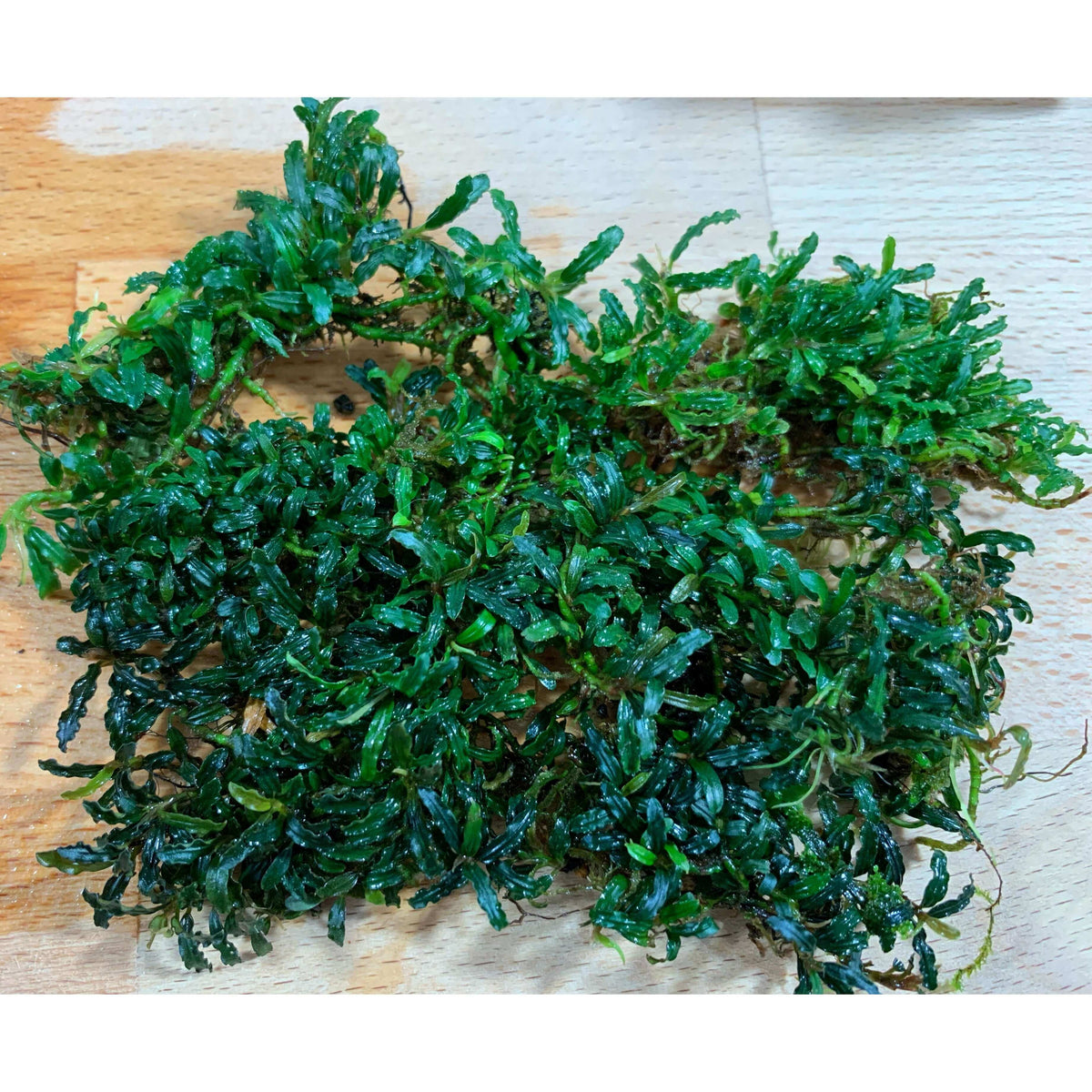 Bucephalandra supermini catherine #2 Sousleau Aquarium