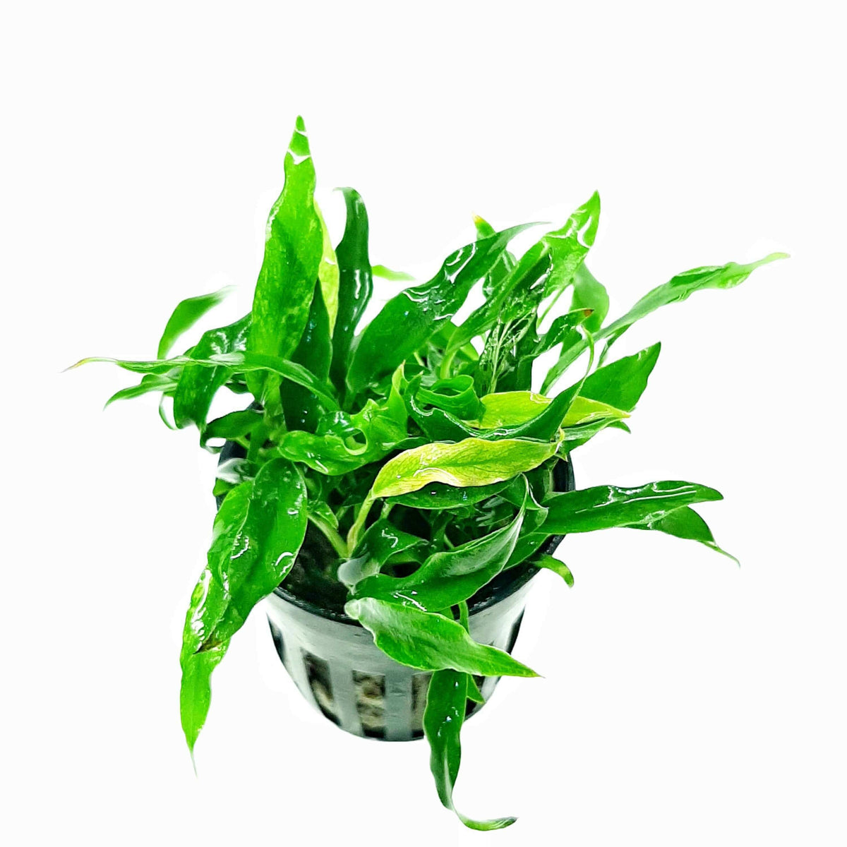 Anubias Dragon Claw Tissue Culture Sousleau Aquarium Sousleau Aquarium