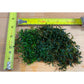 Bucephalandra dark and green mini kayu lapis Sousleau Aquarium