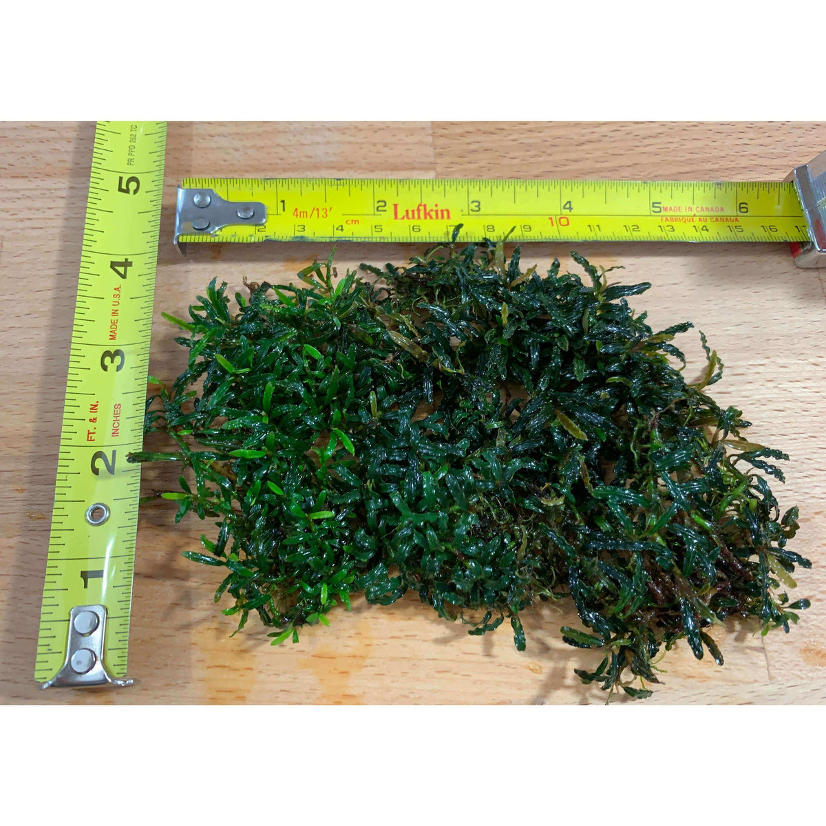 Bucephalandra dark and green mini kayu lapis Sousleau Aquarium