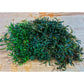 Bucephalandra dark and green mini kayu lapis Sousleau Aquarium