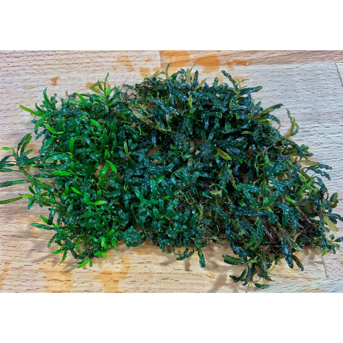 Bucephalandra dark and green mini kayu lapis Sousleau Aquarium