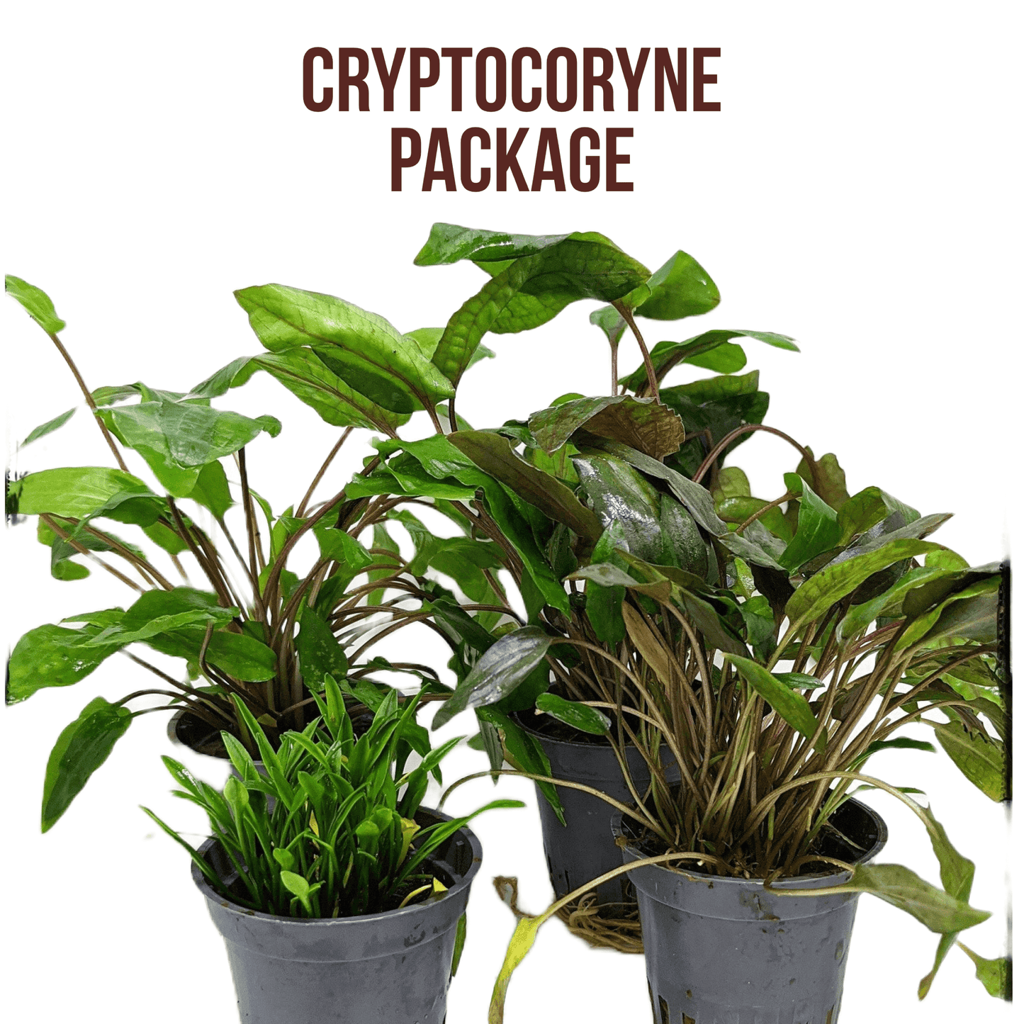 Cryptocoryne package Dennerle Plants