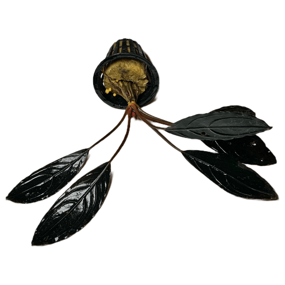 Buchephalandra Dark Skeleton Sousleau Aquarium