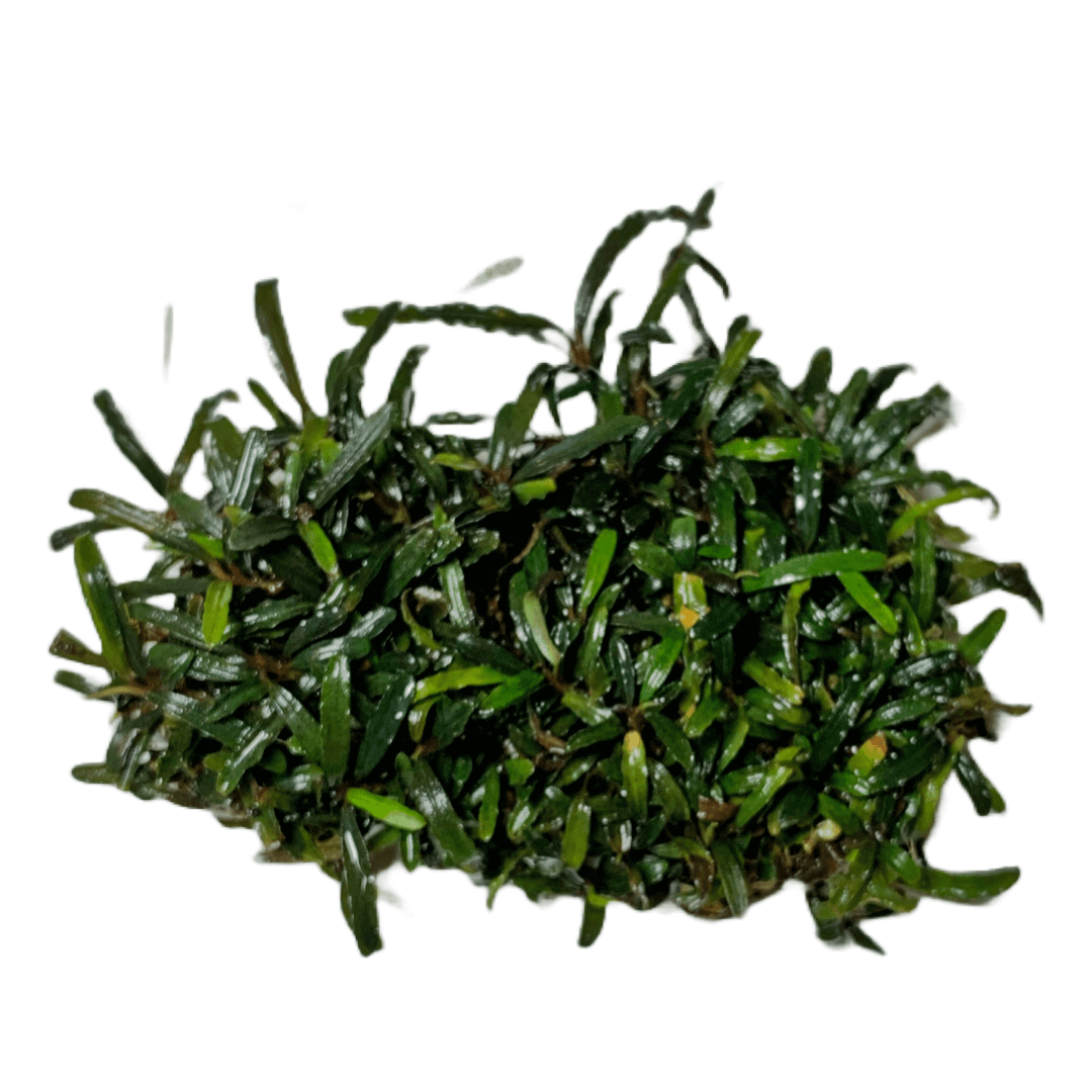 Bucephalandra Mini Sekadau Sousleau Aquarium Sousleau Aquarium