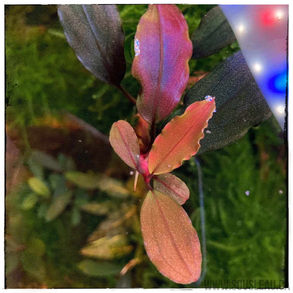 Bucephalandra black ventii 'BV' Sousleau Aquarium