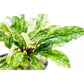 Bucephalandra Marble Sousleau Aquarium Sousleau Aquarium