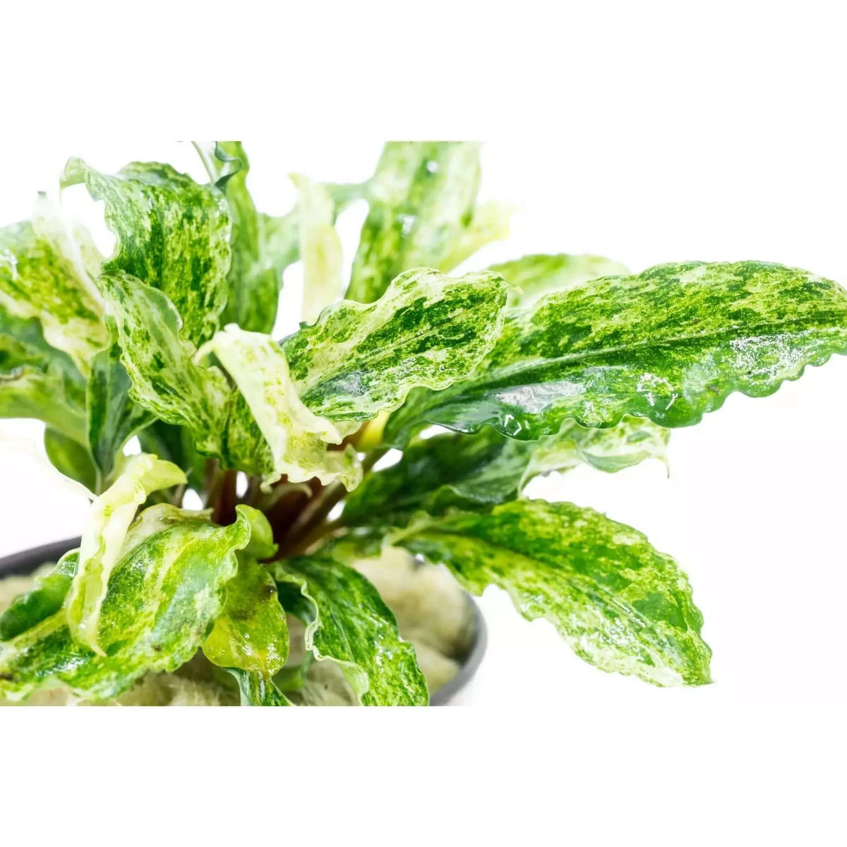Bucephalandra Marble Sousleau Aquarium Sousleau Aquarium