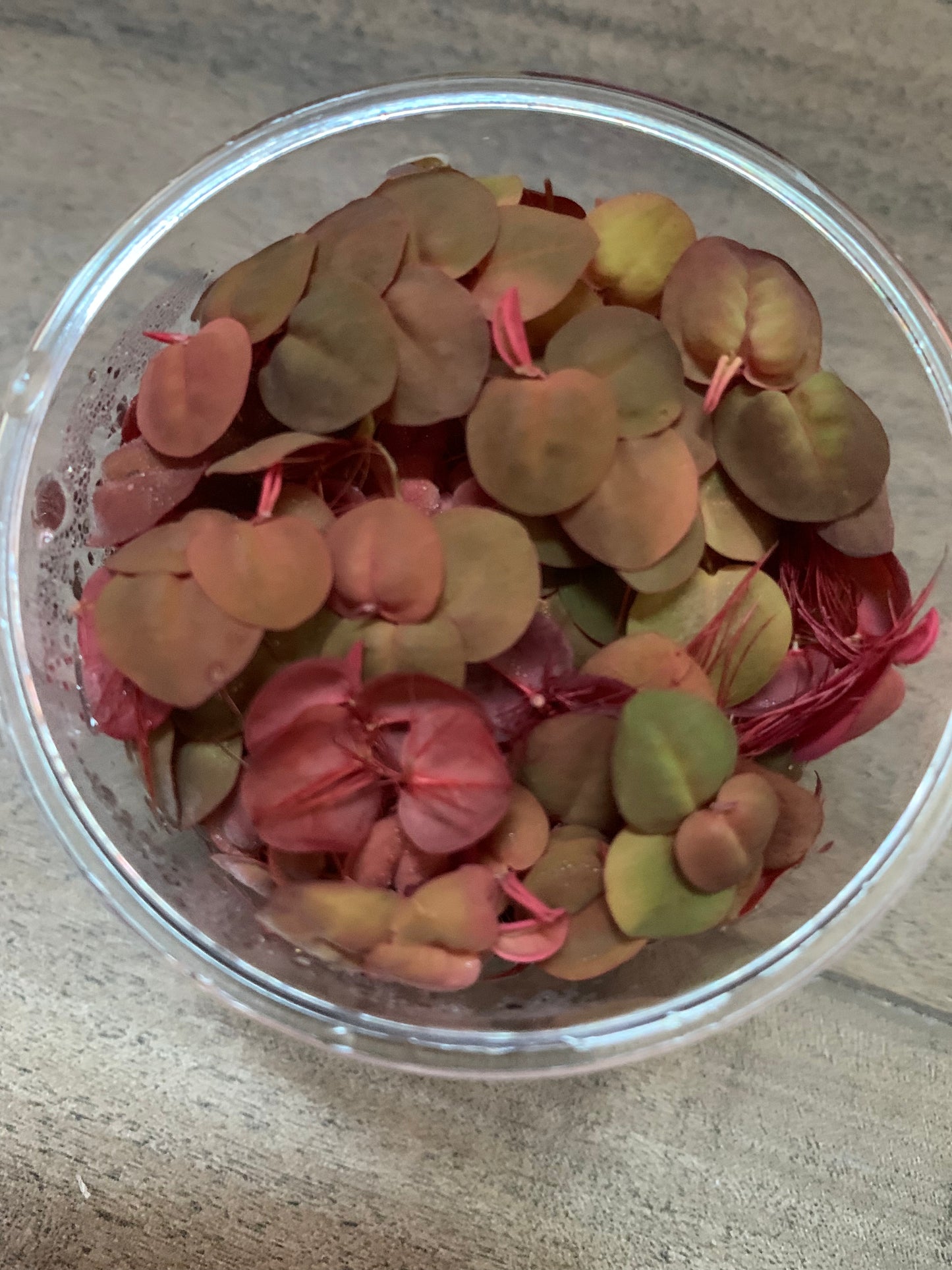 Phllyanthus fluitans 'red roots' Sousleau Aquarium
